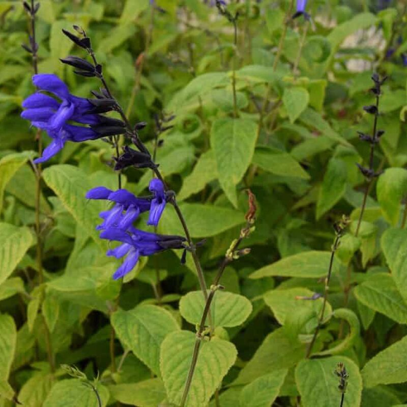 Salvia guaranitica 'Black and Blue' ---